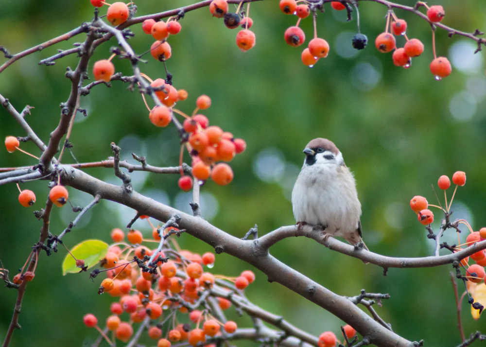 Bird Photo 7